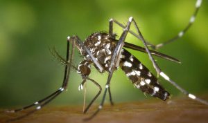 Mosquito-borne diseases has threaten World