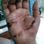 Macaca, Binatang Peliharaan Gigit Tuannya