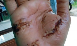 Macaca, Binatang Peliharaan Gigit Tuannya Macaca, Binatang Peliharaan Gigit Tuannya