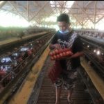 Harga Pakan Naik, Peternak Ayam di Bogor Terancam Gulung Tikar