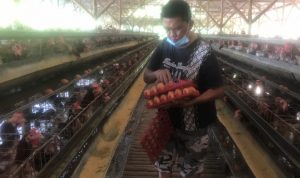 Harga Pakan Naik, Peternak Ayam di Bogor Terancam Gulung Tikar Harga Pakan Naik, Peternak Ayam di Bogor Terancam Gulung Tikar