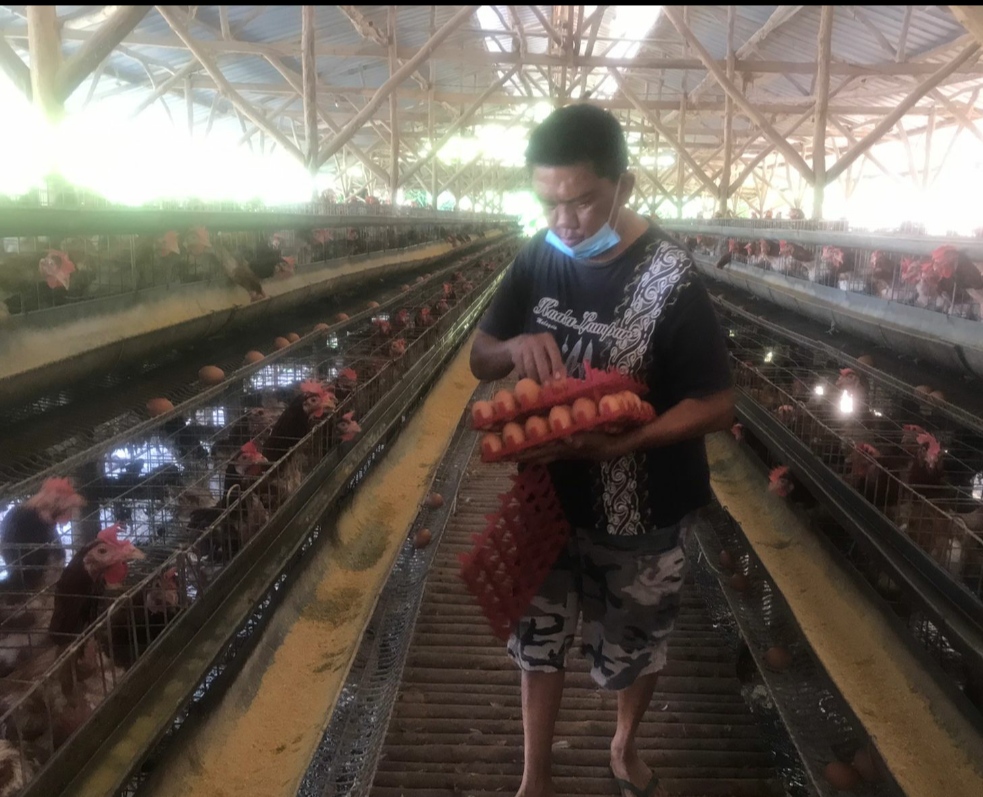 Harga Pakan Naik, Peternak Ayam di Bogor Terancam Gulung Tikar