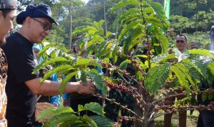 Kopi Robusta Kabupaten Bogor Punya Rasa Unik dan Diakui Dunia Kopi Robusta Kabupaten Bogor Punya Rasa Unik dan Diakui Dunia