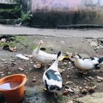 Benarkah Mitos Telor Itik (mentok) ?Bisa menambah stamina dan Vitalitas Pria?