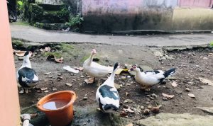 Benarkah Mitos Telor Itik (mentok) ?Bisa menambah stamina dan Vitalitas Pria?