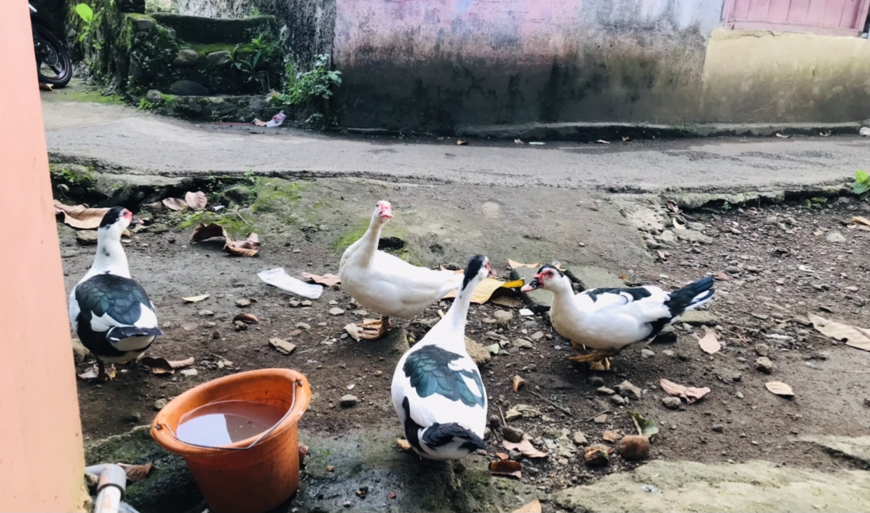 Benarkah Mitos Telor Itik (mentok) ?Bisa menambah stamina dan Vitalitas Pria?