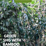 Manfaat Hutan Bambu Dapat Menyimpan Persediaan Air Hujan Hingga 90%