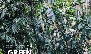 Manfaat Hutan Bambu Dapat Menyimpan Persediaan Air Hujan Hingga 90% Manfaat Hutan Bambu Dapat Menyimpan Persediaan Air Hujan Hingga 90%