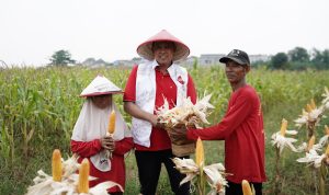 Hadiri Panen Raya Jagung, Tri Adhianto Didaulat Cawalkot Paling Peduli Petani Hadiri Panen Raya Jagung, Tri Adhianto Didaulat Cawalkot Paling Peduli Petani