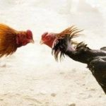 Diduga Kapolsek Perbaungan AKP Sunipan Gurusinga Terima Setoran Dari Judi Sabung Ayam