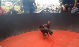 Kapolri Dan Kapolda Diminta Copot Kapolsek Biru – Biru Diduga Terima Setoran Dari Bandar Judi Sabung Ayam Dan Dadu Punya Joko Kapolri Dan Kapolda Diminta Copot Kapolsek Biru – Biru Diduga Terima Setoran Dari Bandar Judi Sabung Ayam Dan Dadu Punya Joko
