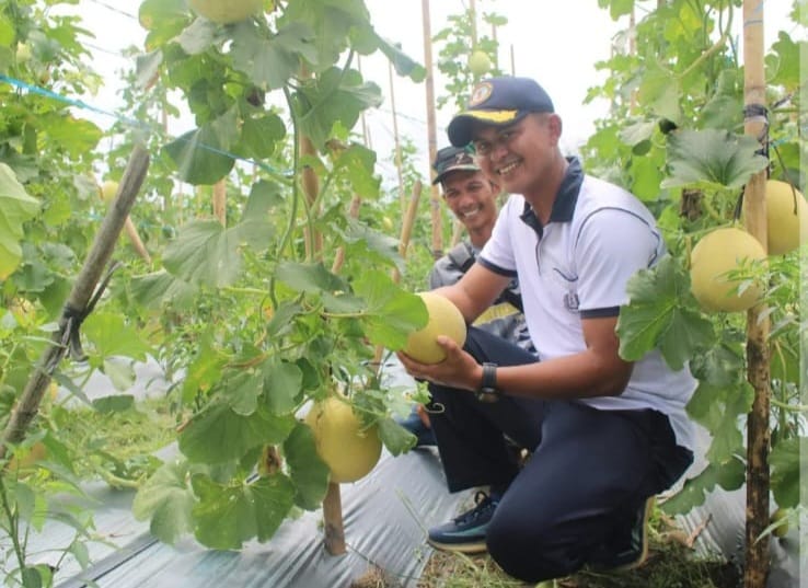 Sinergi TNI AL dan Petani, Danlanal Bengkulu Pimpin Giat Penanaman dan Panen di Lahan Ketahanan Pangan