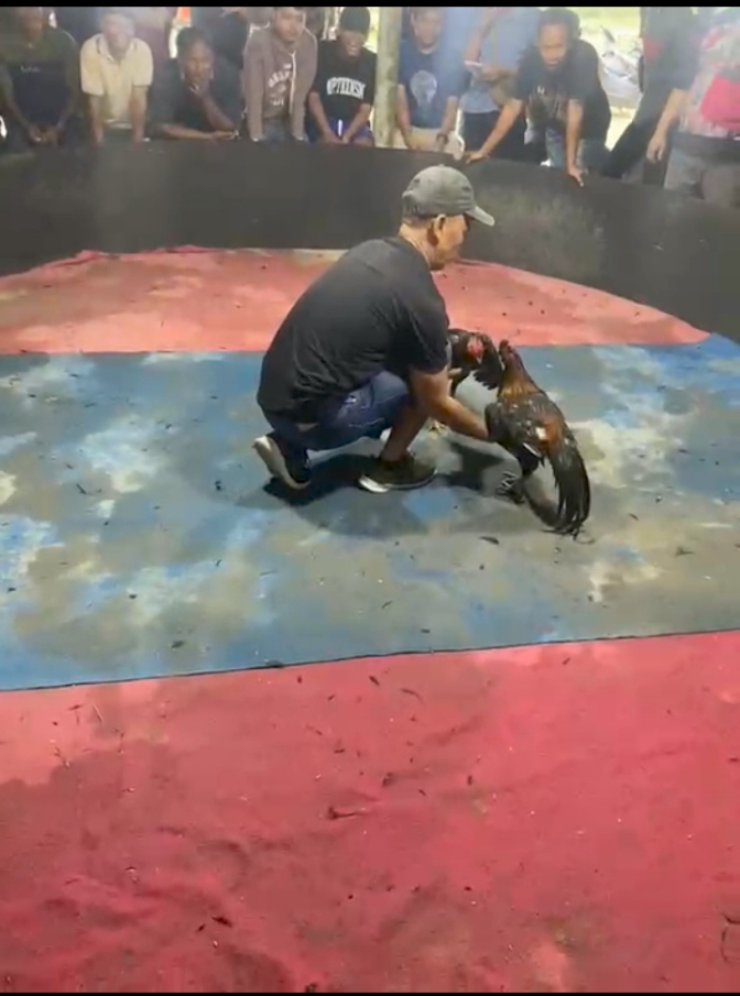 Kapolsek Kutalimbaru diduga terima setoran dari Sabung ayam Gudang Alam jaya diduga milik Edy